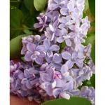 Саженец Сирень Профессор Хозер