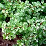 Барбарис тунберга Келлерис