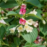 Вейгела Марджори