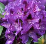 Саженец Рододендрон Rasputin