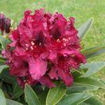 Саженец Рододендрон Kali