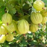 Саженец Крыжовник Балтийский