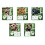 Тетрадь школьная  Baby Jungle, 12 листов, линейка (в плёнке по 10 шт.)