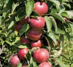 Саженец Яблоня колоновидная Есения