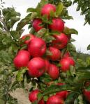 Яблоня колонновидная Поэзия