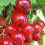 Красная смородина Каскад 1 летка