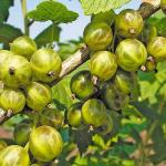 Саженец Смородина зеленая Изумрудное Ожерелье 1 летка