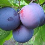 Саженец Слива Заречная Ранняя