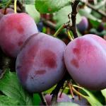 Саженец Слива Этюд