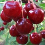 Саженец Вишня Память Вавилова