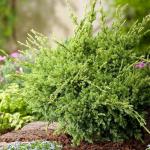 Саженец Можжевельник Holger С1