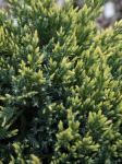 Саженец Можжевельник Holger С1