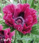 Мак садовый Harlem (корень)