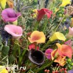 Каллы смесь сортов (5 клубней)