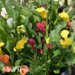 Каллы смесь сортов (5 клубней)