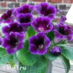Глоксиния Violacea (клубень)