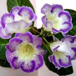 Глоксиния Tigre blauw (клубень)