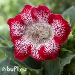 Глоксиния Tigre Rood (клубень)