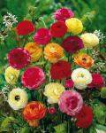 Ранункулюс смесь сортов (10 клубней)
