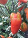 Томат Египетский красный