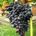 Виноград Надежда АЗОС