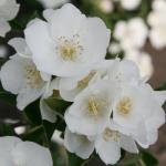 Чубушник Юннат