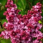 *Сирень Принц Волконский