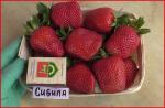 Садовая земляника (клубника) Сибилла