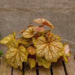 Гейхера Champagne