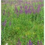 Травосмесь Для сенокоса