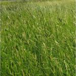 Травосмесь Пастбищная