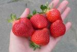 Клубника "Клери"