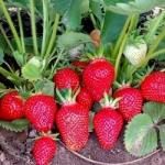 Клубника "Кабрилло" (ремонтантная)