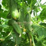 Огурец Спутник