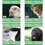 Тетрадь ACTION! ANIMAL PLANET, мелов. картон, выб. лак, клетка, ф. А5,  48 л., 4 дизайна