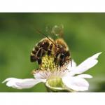 *Акция! KM0046/1 Картина-открытка  мозаикой (15х20) СЛАДКИЙ НЕКТАР (16 цветов) 1/100