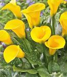 Калла Black Magic