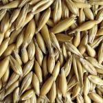 Ячмень не очищенный