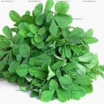 Пажитника листья Amil