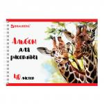 Альбом для рисования А4 40 л., гребень, обложка картон, BRAUBERG ЭКО, 205х290 мм, Жирафы (1 Вид), 105104