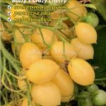 Томат Сумасшедшие вишни Барри