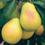 Саженец Груша Чижовская