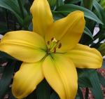 Лилия Nashville в С1