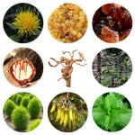 Мазь от варикозного расширения вен из сафлора, 20 г