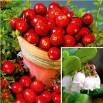 Саженец Брусника Ред Перл