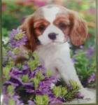 SGA1627 Алмазная мозайка Маленький друг, 40*50, полная выкладка на деревянном подрамнике