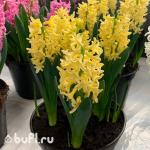 Гиацинт Yellowstone (3 луковицы)