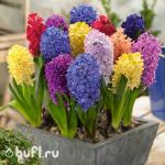 Гиацинты смесь сортов (5 луковиц)