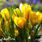 Крокус Yellow (10 луковиц)
