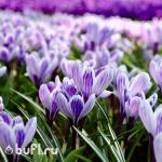 Крокус Pickwick (10 луковиц)